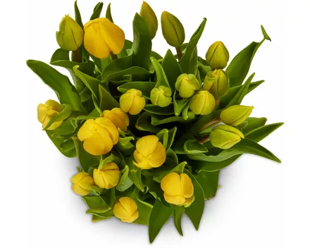 Tulpen