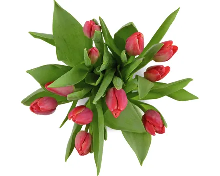 Tulpen