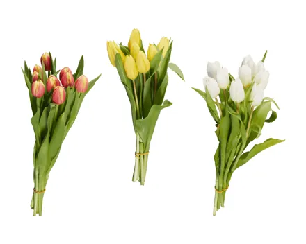 Tulpen
