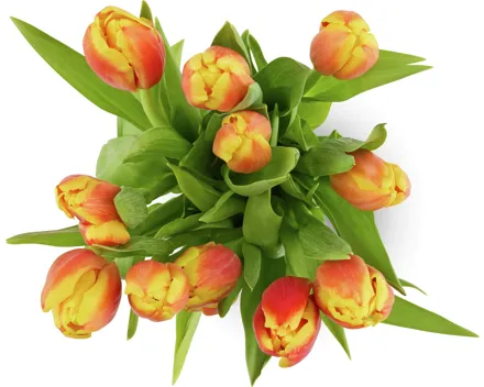 Tulpen