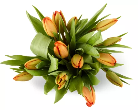 Tulpen