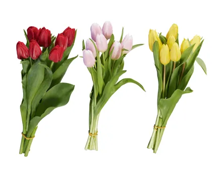 Tulpen