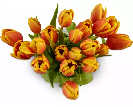 Tulpen