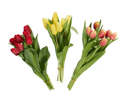 Tulpen