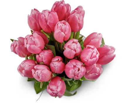 Tulpen