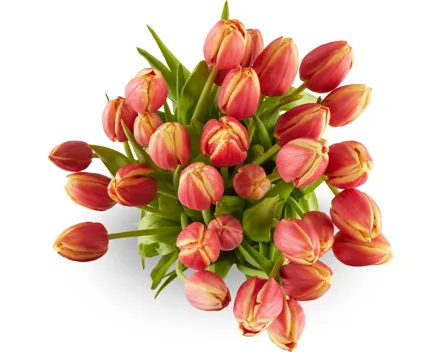 Tulpen