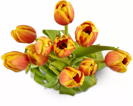 Tulpen