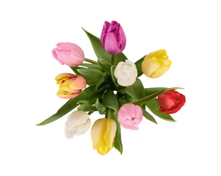 Tulpen Harlekin