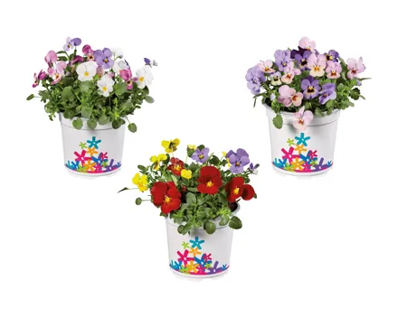 Viola cornuta Party