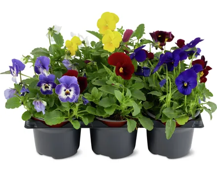 Viola Cornuta und Viola Wittrockiana, 6er-Set