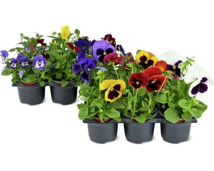 Viola Cornuta und Viola Wittrockiana, 6er-Set