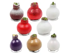 Wachs-Amaryllis "Frohes neues Jahr"