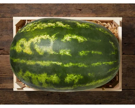 Wassermelone Dumara XXL
