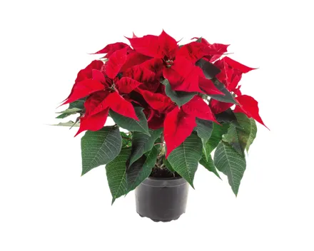 Weihnachtsstern-Busch