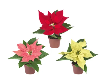 Weihnachtsstern-Mini