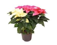 Weihnachtsstern Trio