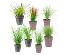 Winterhartes Ziergras