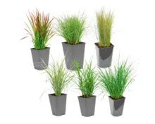 Winterhartes Ziergras