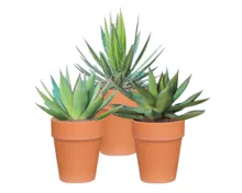 Wüstenmix, Agave