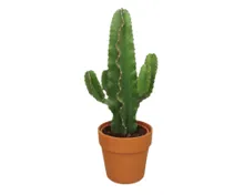 Wüstenmix, Euphorbia