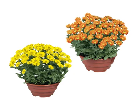 XL Blühpflanzen in Schale