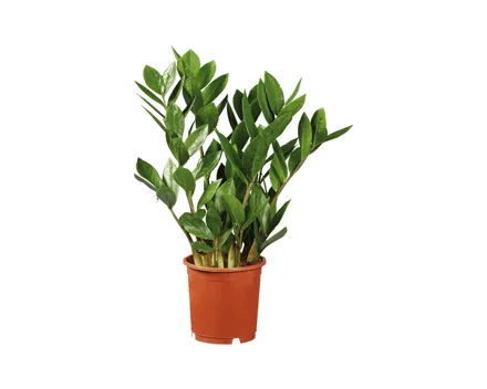Zamioculcas