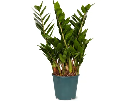 Zamioculcas