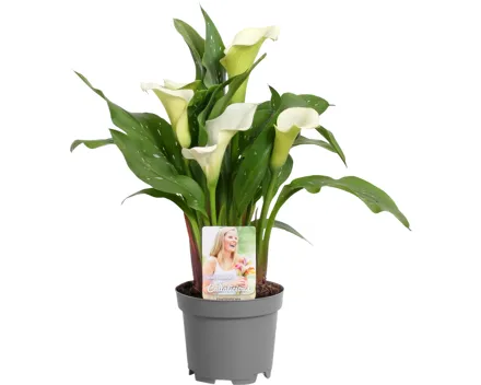 Zantedeschia