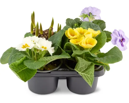 Zauberset Frühling, 4er-Set