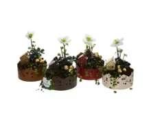 Zinkschale bepflanzt