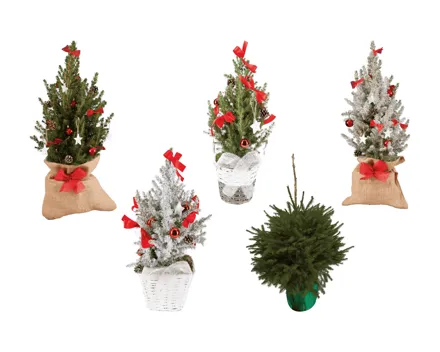 Zuckerhutfichte «Christmas»