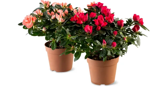 Alle Azaleen und Cyclamen