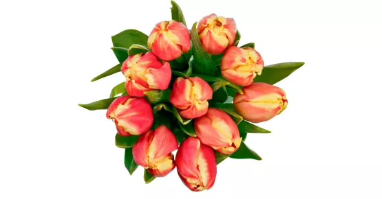 Alle M-Classic Tulpen im Bund, 10 Stück
