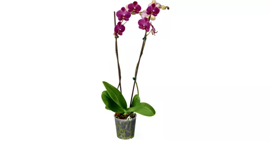Alle Phalaenopsis 2 Rispen, Topf, Ø 12 cm