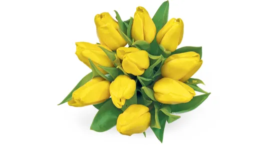 Alle Schweizer Tulpen