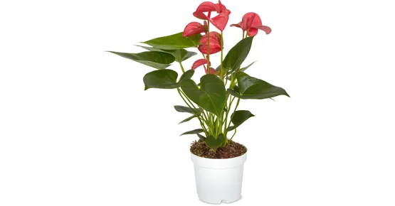 Anthurium
