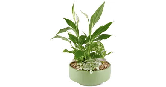 Bepflanzte Schale Frühling, gross