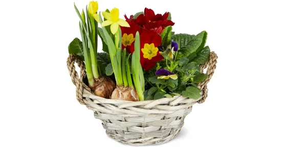 Bepflanzter Frühlingskorb