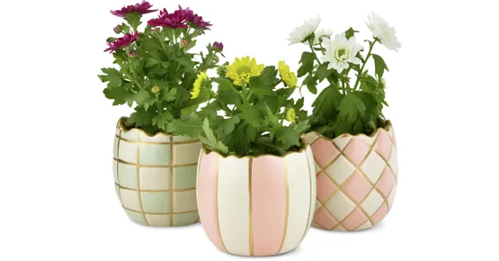 Blühpflanze Ostern mini