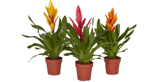 Bromelia Mix
