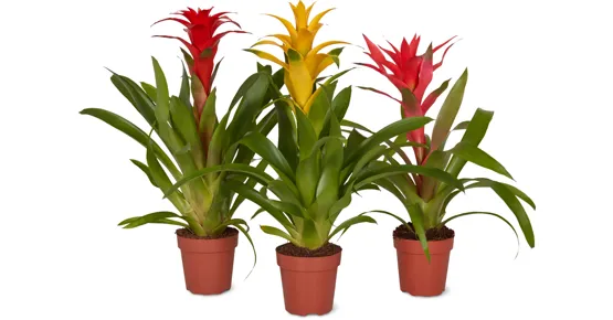 Bromelia Mix