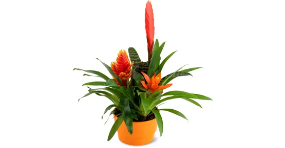 Bromelienschale