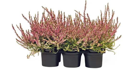 Calluna , 6er-Set