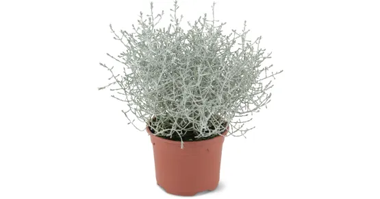 Calocephalus