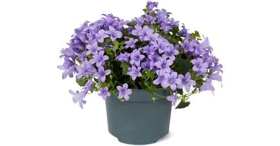 Campanula Mix