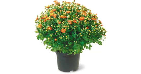 Chrysanthemen Garden Mums