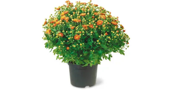 Chrysanthemen Garden Mums