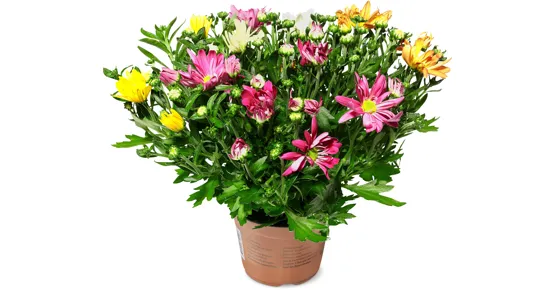 Chrysanthemen Harlekino