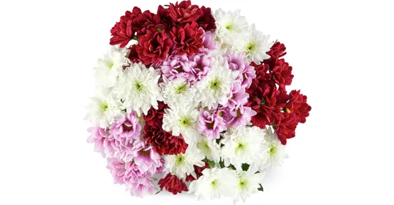 Chrysanthemen Ton in Ton