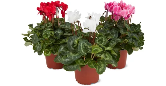Cyclamen und Azaleen